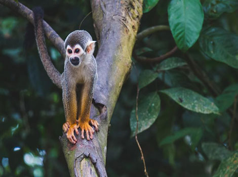 Central American Squirrel Monkey with its beak, foraging in a tall tree