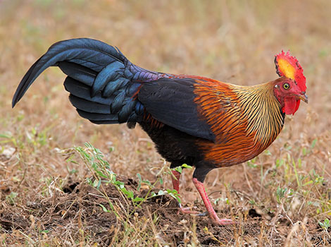 Ceylon Junglefowl looks somewhat like a domestic chicken and is foraging in the grass.