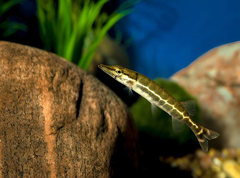 Chain Pickerel is a small fish found in the North American seas.