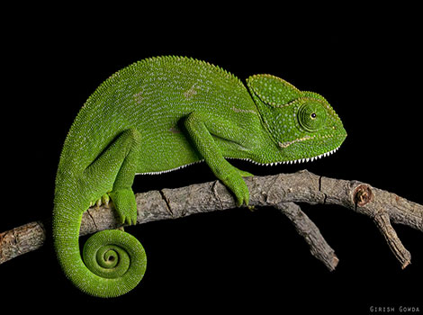 Chameleon are tree-dwelling reptiles