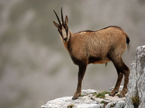 Chamois grazing on the grassland