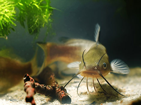Channel Catfish is swimming in clear waters.