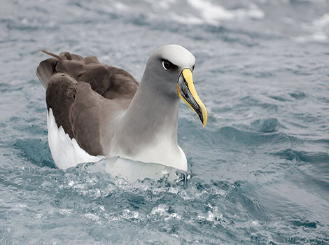 Chatham Albatross is swimming in freezing weather.