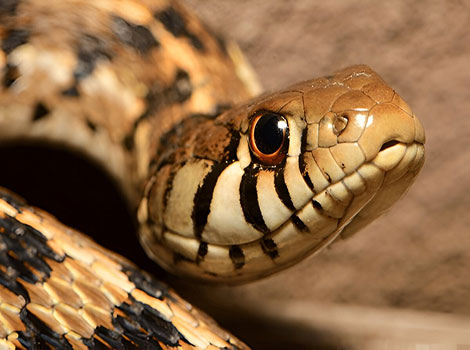 Checkered Garter Snake with a large mouth, slithering through the rainforests