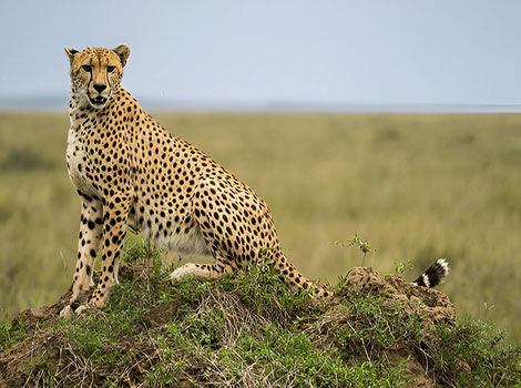 Cheetah have a lifespan of up to 17 years