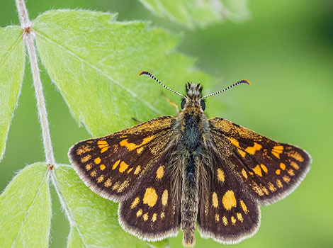 Chequered Skipper Butterfly is migrating to find a breeding site.