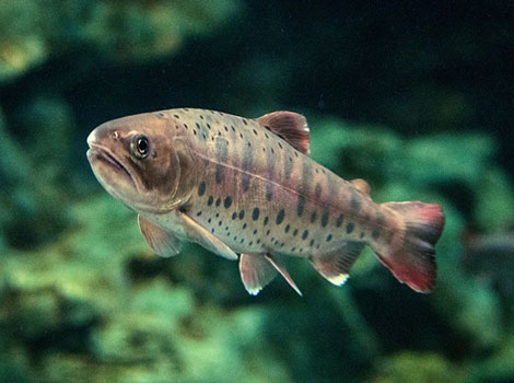 Cherry Salmon has tiny speckles on its body.