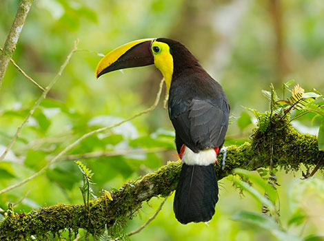 Chestnut-Mandibled Toucan is perched on a green tree branch searching for food.