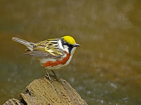 Chestnut-Sided Warbler is perched on a rock by the lake in North America.