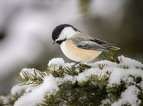 Chickadee is perched on a snow-covered branch.