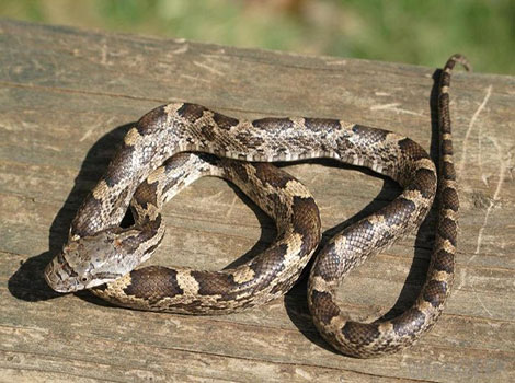 Chicken Snake lying coiled in the sun