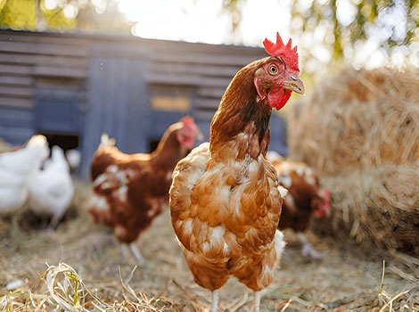 chicken feeding behavior and farm habitat
