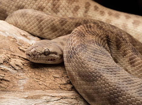 Children’s python with an extremely large body and fierce eyes