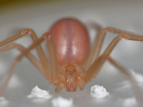 Chilean Recluse Spider has a pinkish-red body.