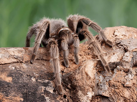 Chilean Rose Tarantula is crawling on a dry tree branch with hairy legs.