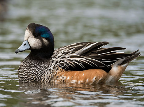 Chiloe Wigeon is swimming in clear waters.