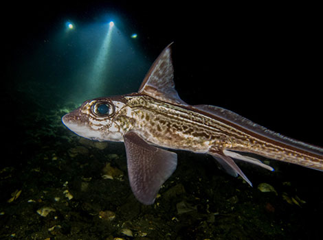 Chimaera is swimming in ultra-deep waters where even light does not reach.