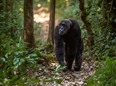 Chimpanzee are very clever primates