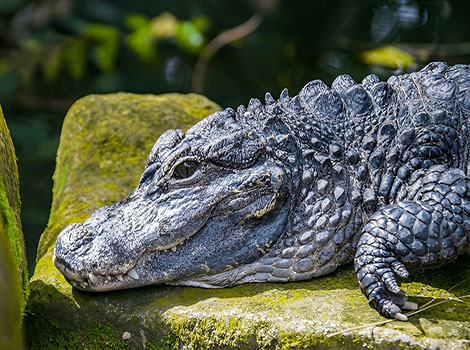 Chinese Alligator With a rough gray body.