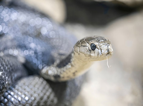 Chinese Cobra poking its head out to forage