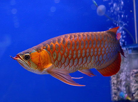 Chinese Dragonfish has tough red scales.