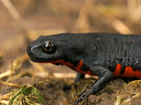 Chinese Fire Belly Newt has glossy black skin and a lifespan of up to 15 years.