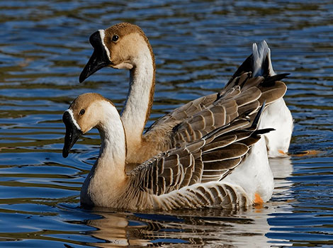 Chinese Geese is swimming in the lake.