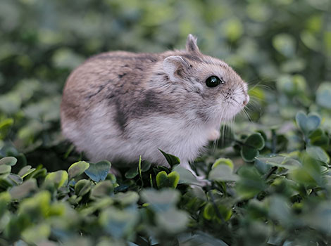 Chinese Hamster with thick, large horns