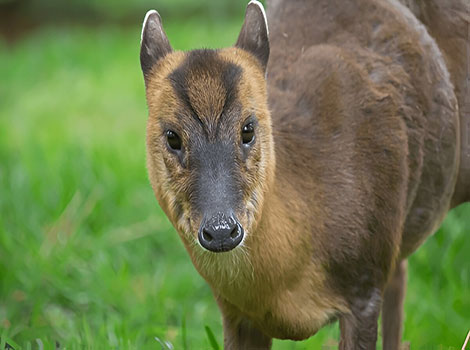 Chinese Muntjac with a shaggy coat