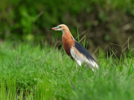 Chinese Pond Heron is foraging on a lush green meadow.