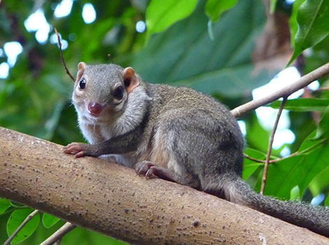 Chinese Tree Shrew living in the desert
