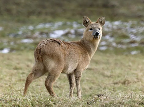 Chinese Water Deer living in grasslands