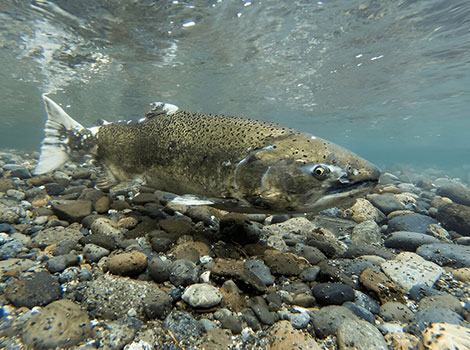 Chinook Salmon swims in fast-flowing streams with rocky bottoms.
