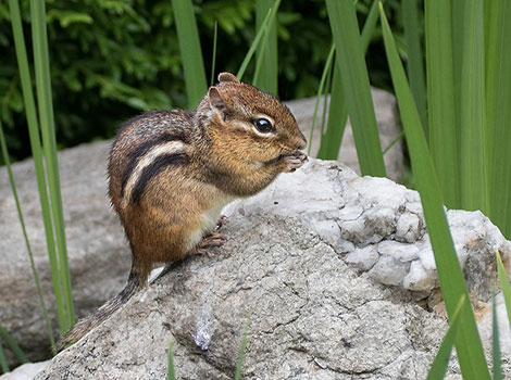 Chipmunk with short horns