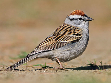 Chipping Sparrow has a small and compact body.
