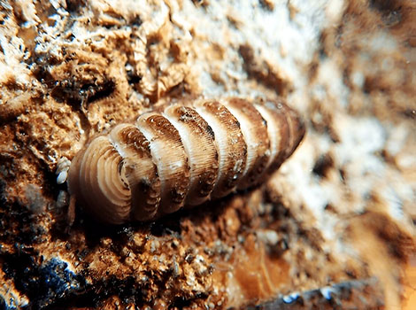 Chiton moves at an incredibly slow speed.