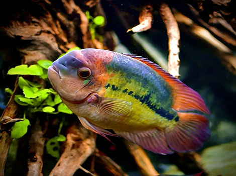 Chocolate Cichlid has incredibly eye-catching and vibrant scales.