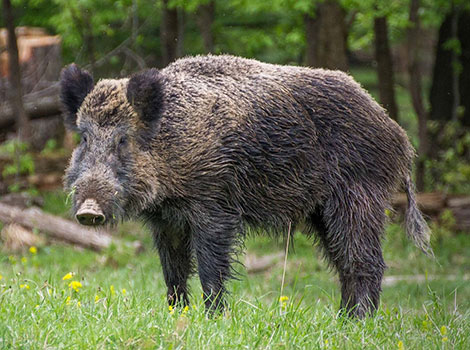 Choctaw Hog with a thick, shaggy black coat