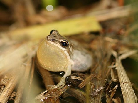 Chorus Frog With an enormous hump, is searching for food.