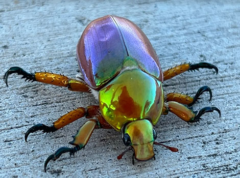 Christmas Beetle has ombre-patterned wings with multiple colors.