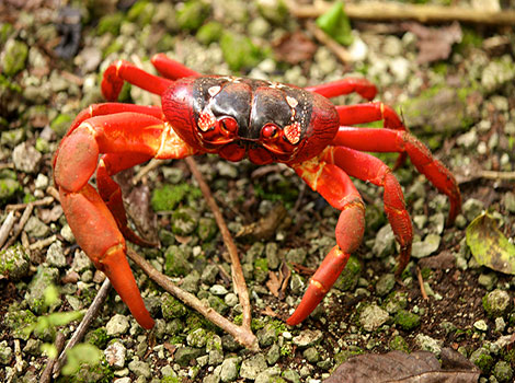 Christmas Island Red Crab has large red claws and is crawling in search of food.
