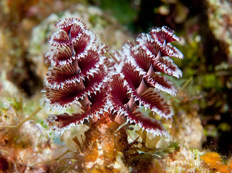 Christmas Tree Worm has a shape resembling Christmas trees.