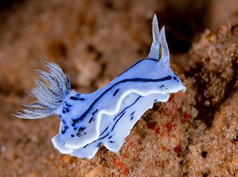 Chromodoris Willani has a unique shape.