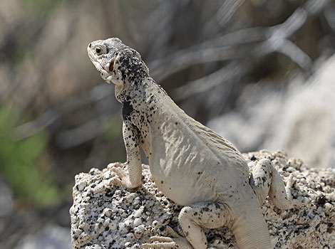 Chuckwalla Lizard with a distended belly