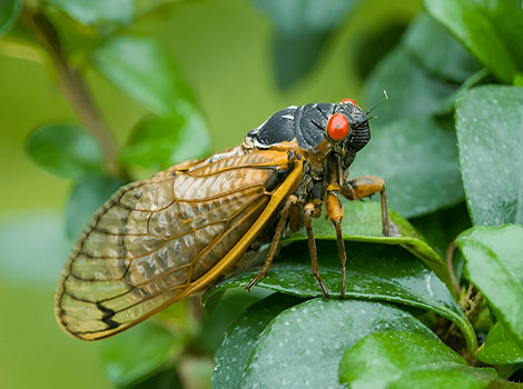cicada emergence and tree habitat