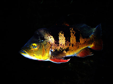 Cichla Peacock Bass Although its back is dark, its belly gleams brightly.