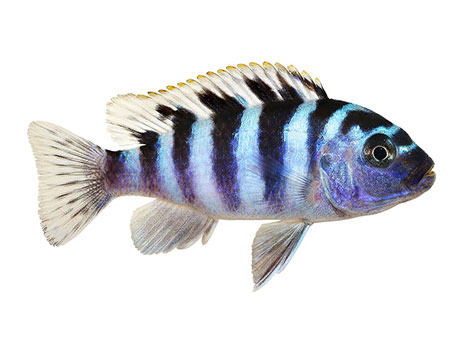 Cichlid has striking patterns on its body.