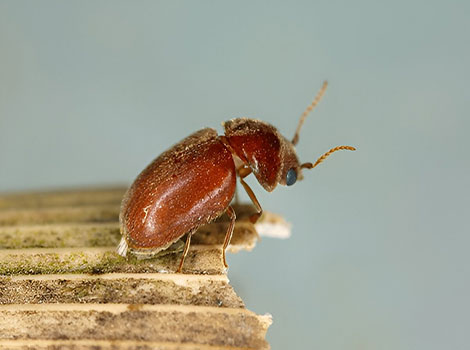 Cigarette Beetle is perched on a dry branch, which also serves as its food.