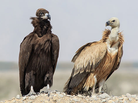 Cinereous Vulture With a very sharp beak to pierce its prey.