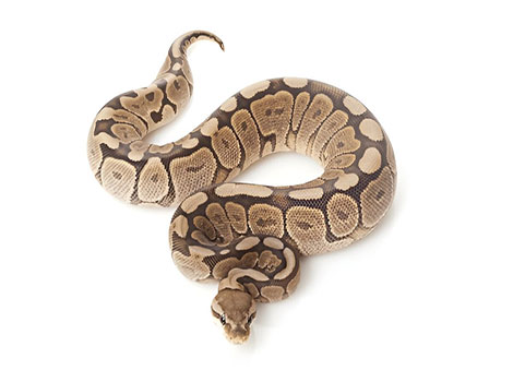 Cinnamon Ball Python with an unusually proportioned body